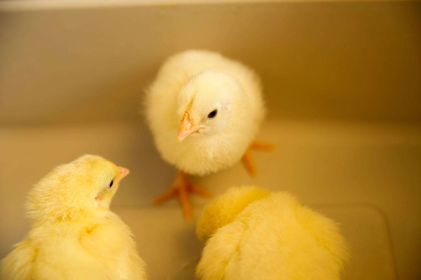 Baby Chicks