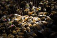 Honey Bees. The Colored Markings Were used to Track Individual Bees During the Study