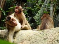 young macaques