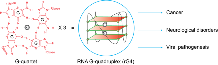 RNA G-quadruplex