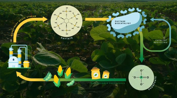 The biocatalyst developed by Wei's laboratory enables the recovery of phosphate, a vital plant nutrient, from biorefinery wastewater