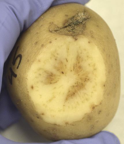 Infected Tuber