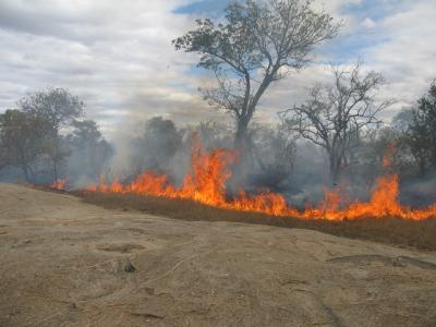 Savanna Fire