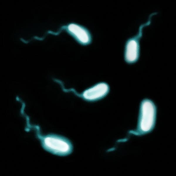 <i>Vibrio Vulnificus</i>