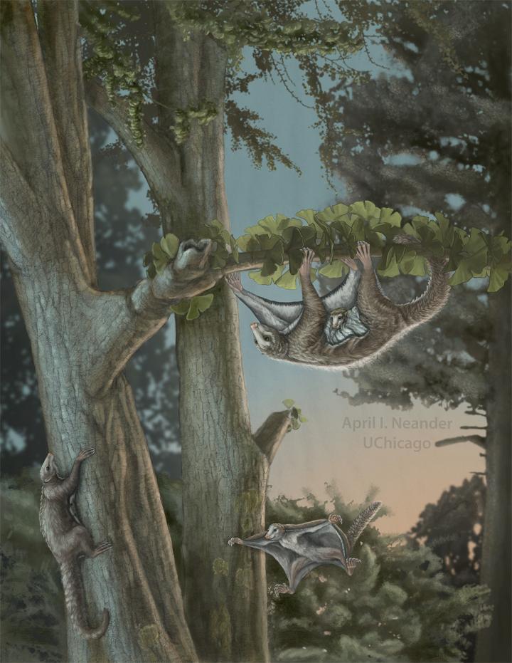 <i>Maiopatagium</i> Life Scene