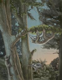 <i>Maiopatagium</i> Life Scene