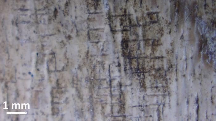 Parallel cut marks on a mammoth rib