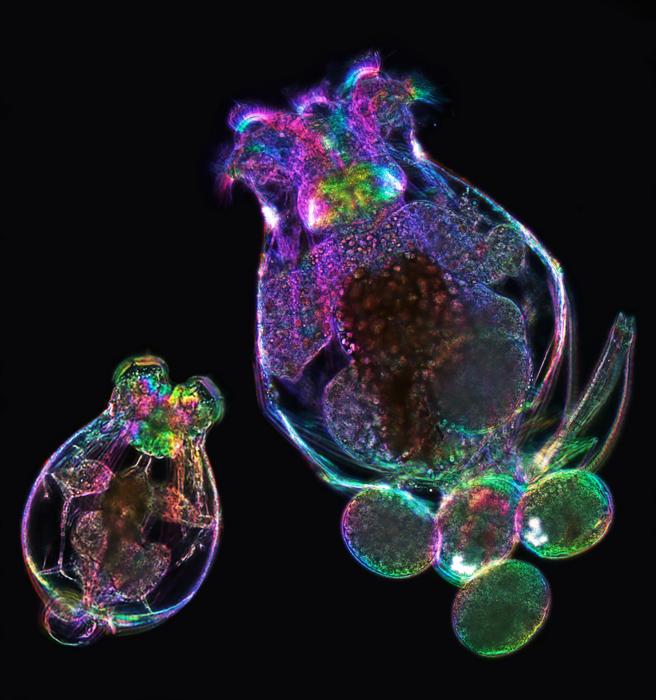Female Brachionus manjavacas rotifer and offspring. Image credit: Michael Shribak