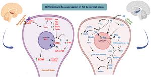 Proposed mechanisms by which c-Fos contribute to neuroprotection or neurodegeneration outcome in hippocampus