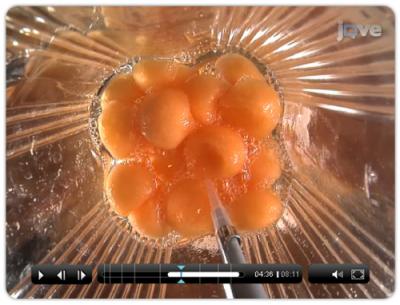 Cantaloupe Preparation for the Electronic Nose