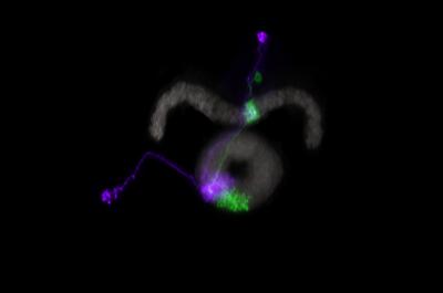 Fruit Fly Neural Navigation System
