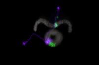 Fruit Fly Neural Navigation System