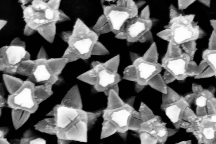 A scanning electron microscopy image of the MOF-on-MOF surface with sharp nanotips killing the bacteria