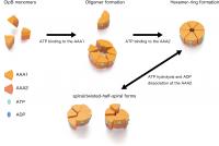 Dynamic Changes of ClpB