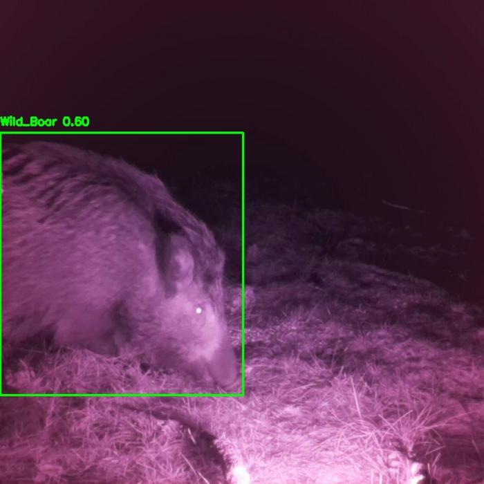 WatchEDGE wild boars detected