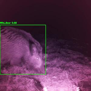 WatchEDGE wild boars detected