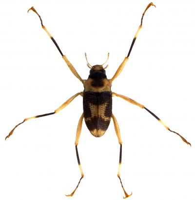 <I>Ancyronyx helgeschneideri</I>