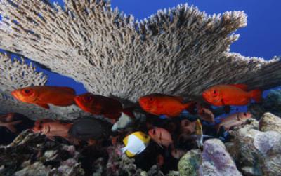 Coral Reef and Fish