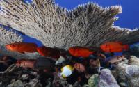 Coral Reef and Fish