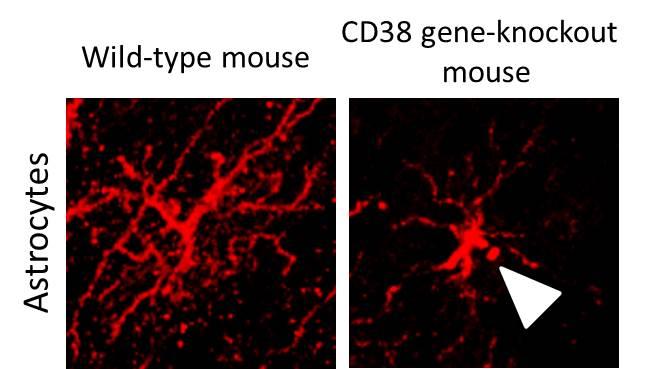 Knockout of Cd38 Gene Gives Rise to Abnormality of the Shape of Astrocytes