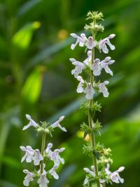 <I>Stachys caroliniana</I> Wide Shot