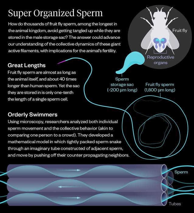 Sperm Graphic