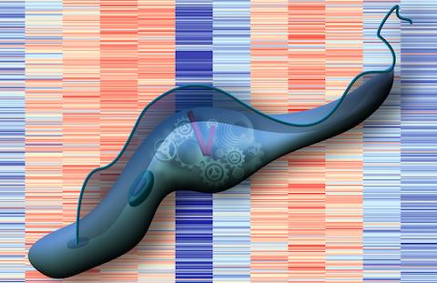 Parasite Illustration