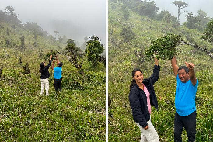 STRI botanists Jorge Aranda and Joana Sumich