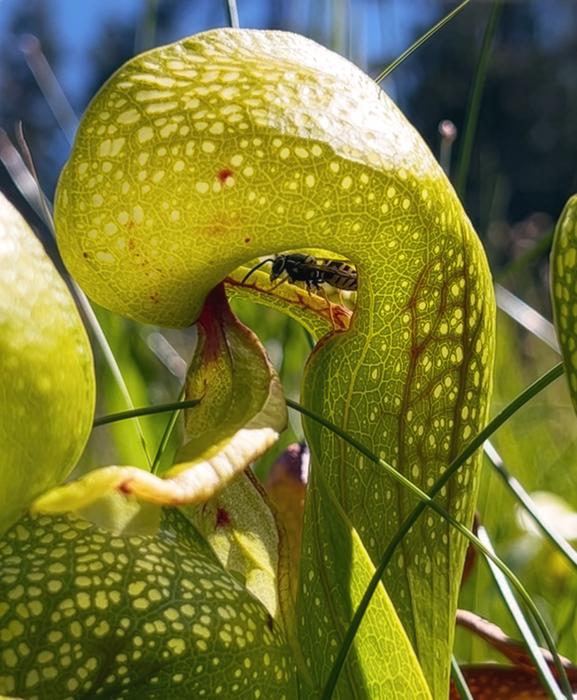 A wasp inside of a carnivorous pitcher plant
