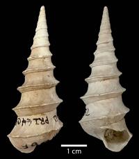 <I>Turritella postmortoni</I>