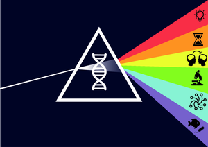 A graphical representation of the different facets of evolvability