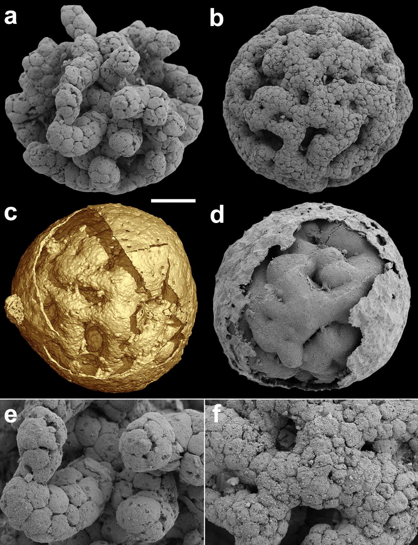General Biology of Caveasphaera