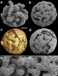 General Biology of Caveasphaera