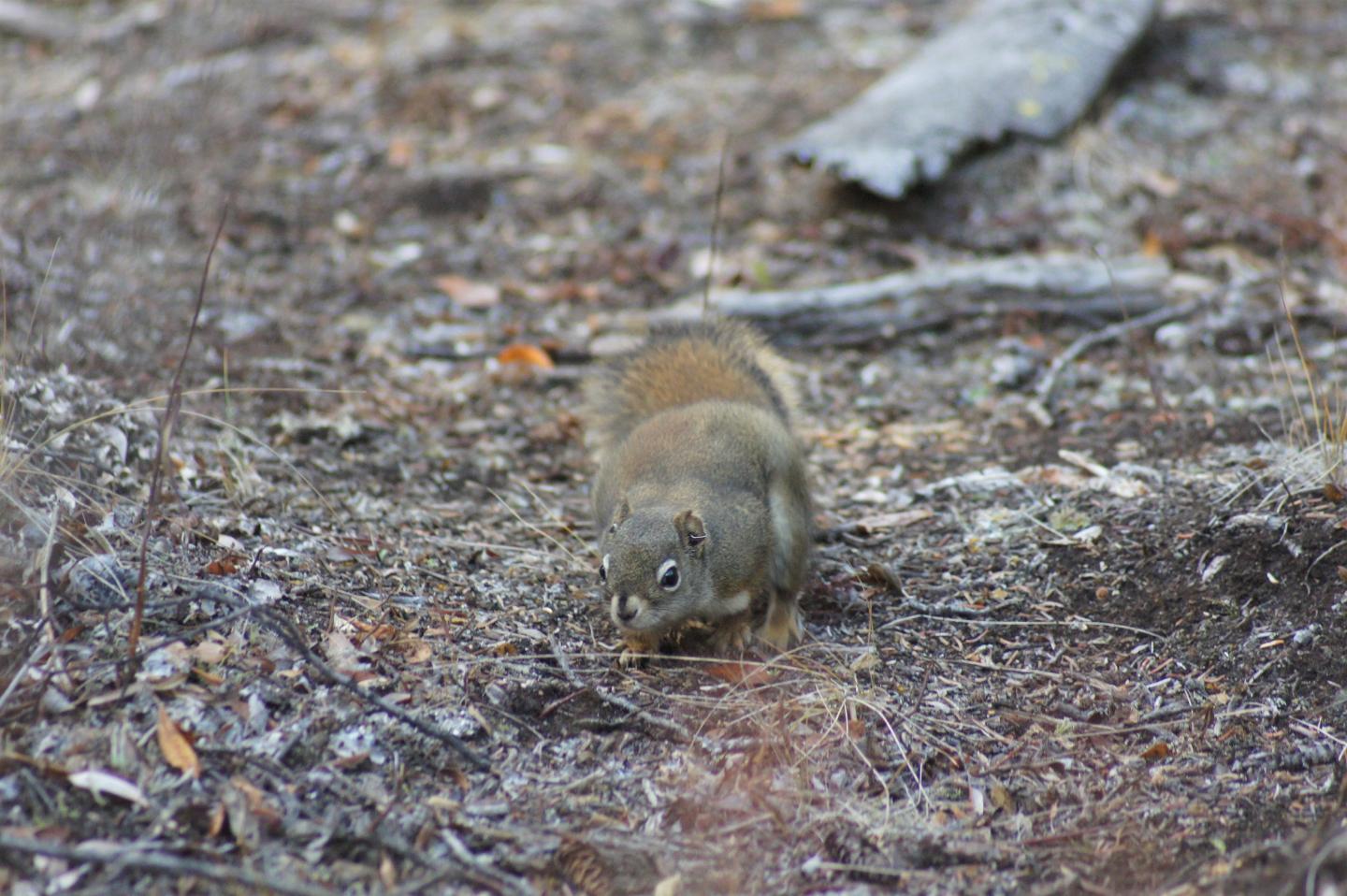 Adult Squirrel