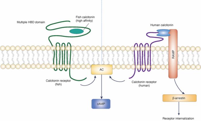 Comparation of calcitonin-calcitonin receptor signaling between humans and fish