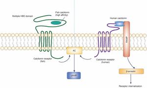 Comparation of calcitonin-calcitonin receptor signaling between humans and fish