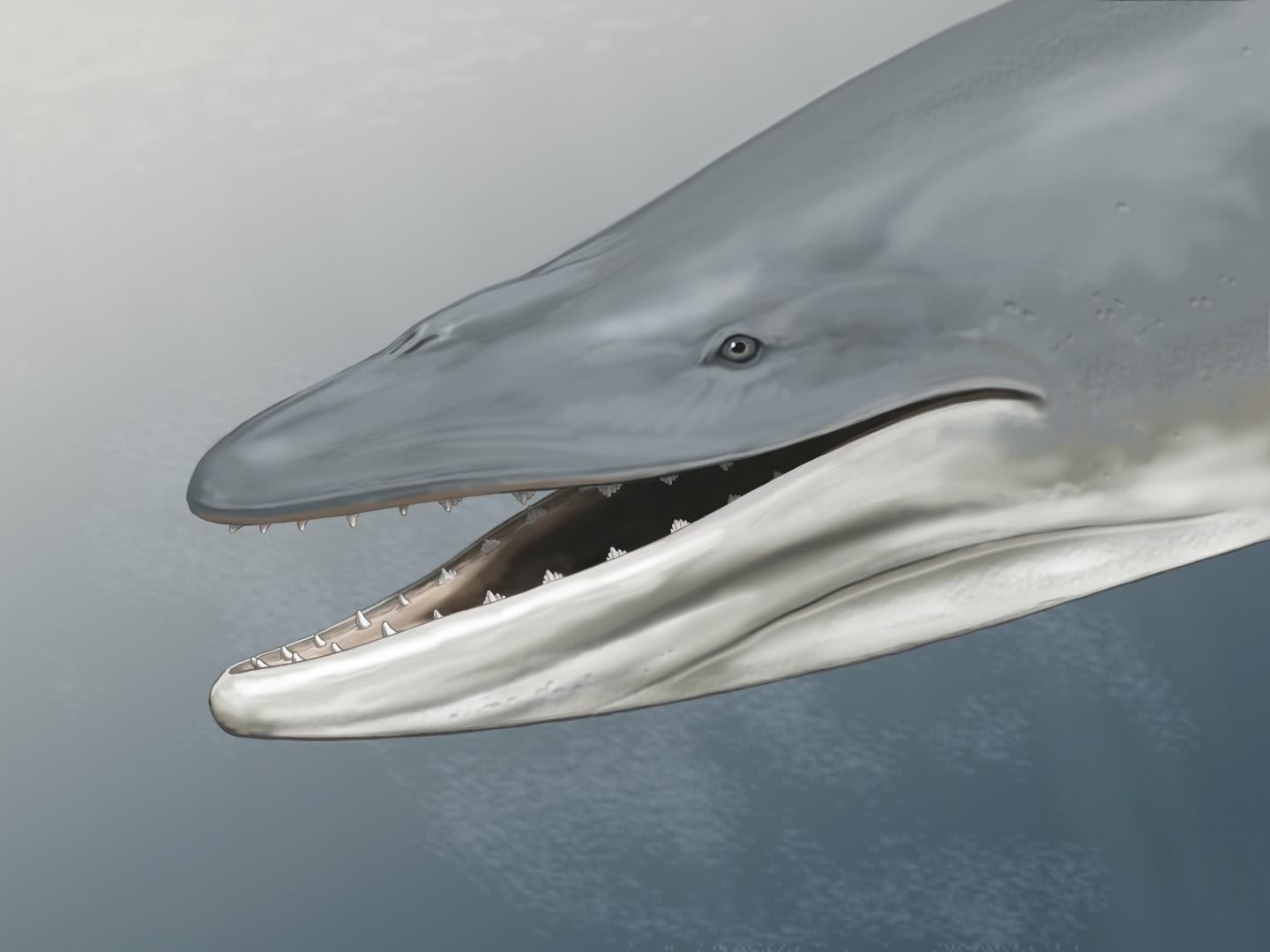 Life-like Reconstruction of <i>Llanocetus denticrenatus</i>