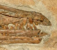 Photograph of the Anterior Part of the Skull of Yanornis Martini (IVPP V13358)
