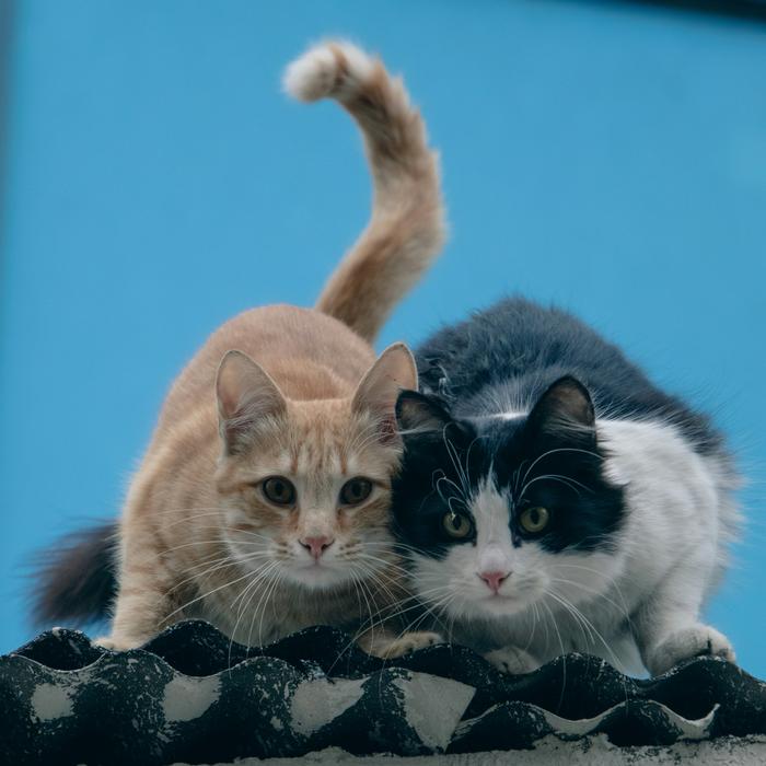 Zoonotic endoparasites and Toxoplasma gondii seropositivity in free-roaming cats (Felis catus) from New York City boroughs