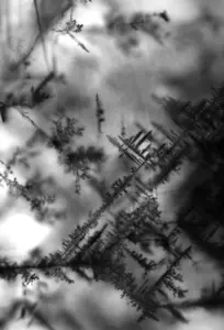 Silver “angiography” of a lead-halide perovskite crystal