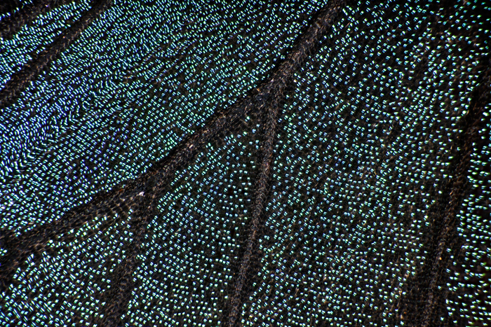 Butterfly wing_2