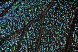 Butterfly wing_2