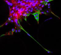 3-D Neuronal Cells