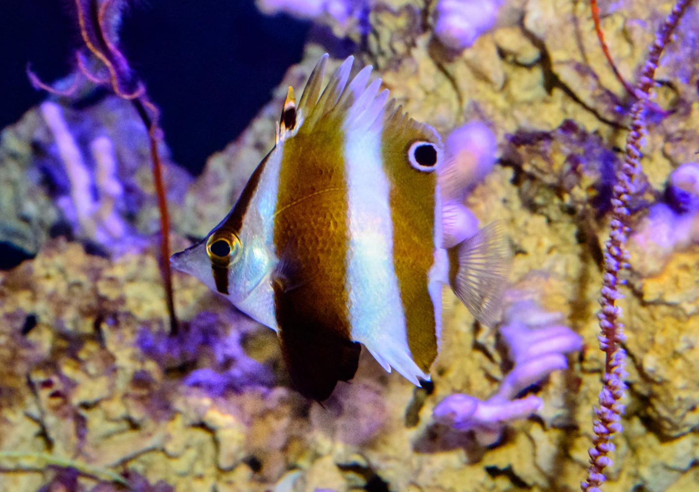 New Philippine butterflyfish <i>Roa rumsfeldi</i> at the California Academy of Sciences