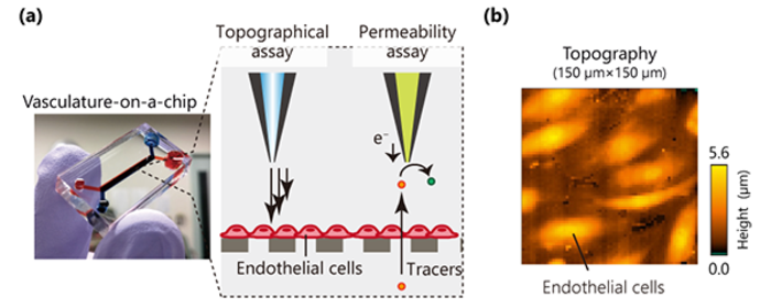 New Imaging Tool Visualizes Cell Functions in a Microphysiological System