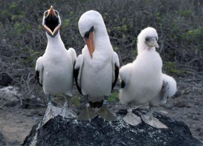 Nazca Booby