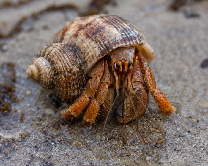 Hermit crab
