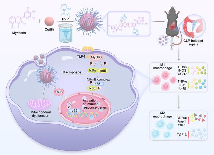 Schematic illustration of the preparation of Ce-Myr nanoparticles and their mechanism of action in sepsis.
