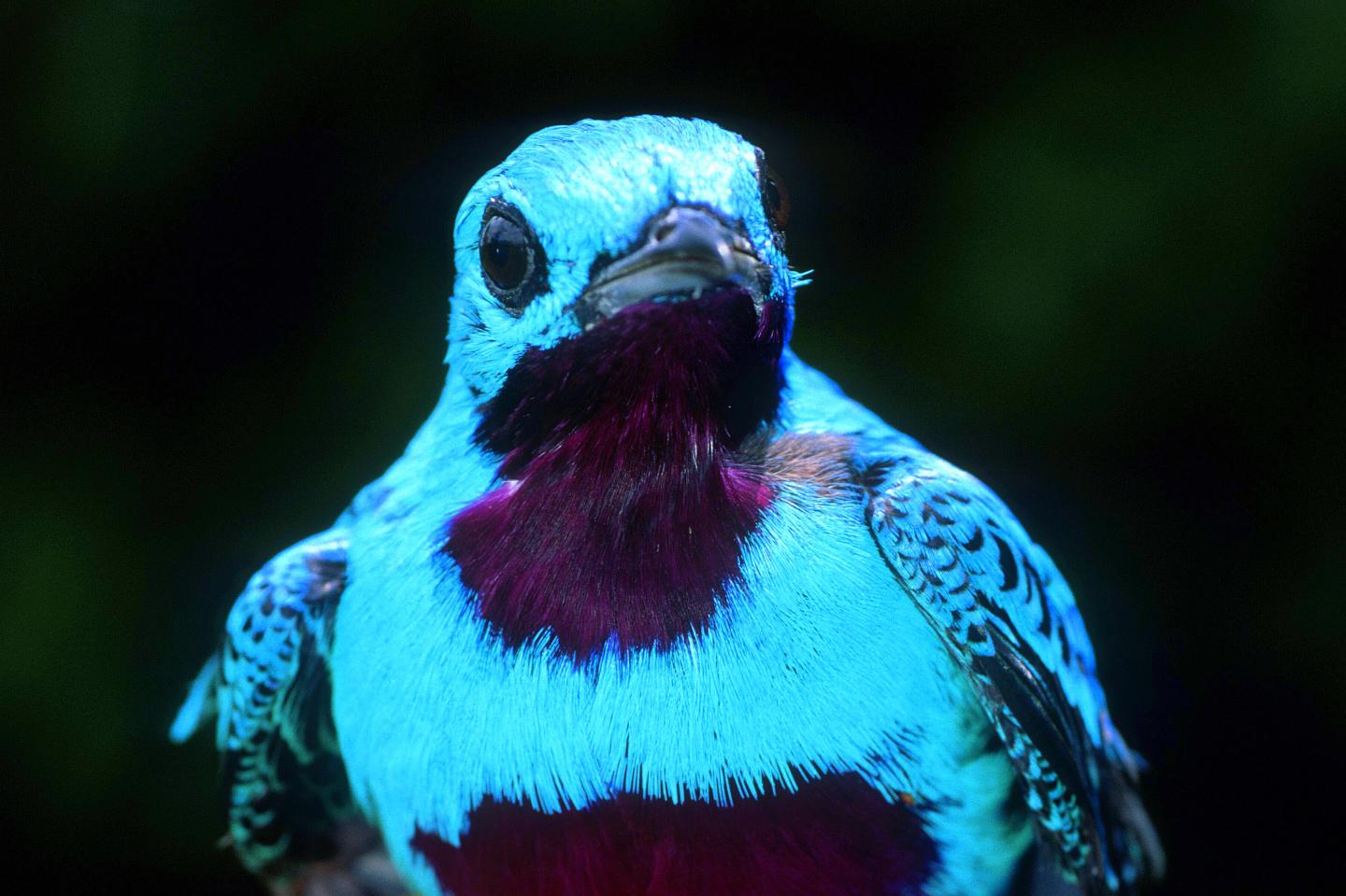 Male Turquoise Cotinga