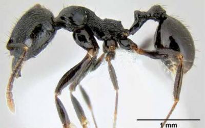 <i>Stenamma callipygium</i>
